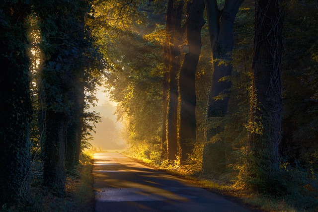 path, trees, forest, nature, leaves, summer, green, landscape, sunrise, sun, path, forest, sunrise, sunrise, sunrise, sunrise, sunrise