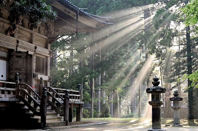 sun rays, forest, koyasan temple, fog, sun beams, trees, nature, japan