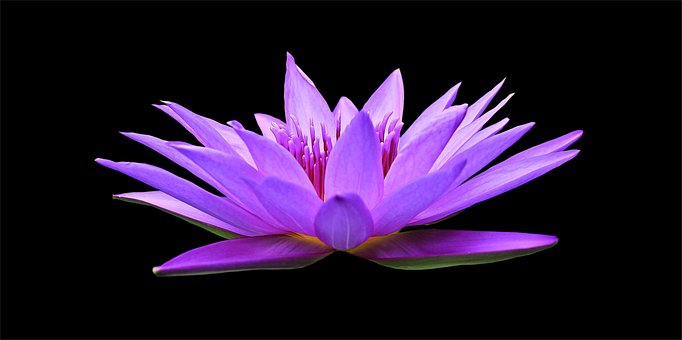 water lily, 4k wallpaper 1920x1080, flower wallpaper, flower, free background, background, plant, wallpaper hd, petals, purple flower, purple water lily, beautiful wallpaper, nymphaea, full hd wallpaper, hd wallpaper, nuphar lutea, bloom, wallpaper 4k, blossom, desktop backgrounds, windows wallpaper, floral background, flora, aquatic plant, pond, garden pond, laptop wallpaper, garden, summer, flower background, free wallpaper, mac wallpaper, 4k wallpaper, beautiful flowers, cool backgrounds, nat