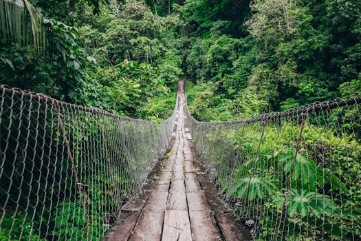 A rustic suspension bridge leading through a dense, vibrant green forest setting.