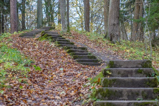 Rustic concrete steps covered with fallen leaves in a serene autumn forest.